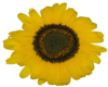 Texas Sunflower