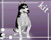 [Kit]Husky_Pet