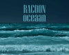 Racoon Oceaan oce1-12
