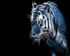 tiger-blue