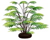 Zamba House plant