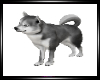 |PD| Grey Shiba Puppy