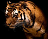 Tiger pillows