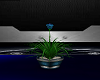 blue&silver plant