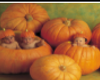 AnneGeddes Baby Pumpkins