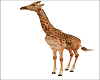 Giraffe Animated