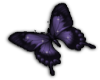 purple butterfly R