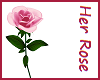 Her Rose - Pink