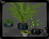 Velvette Plant Set