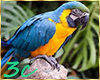 [3c] Parrot Pet