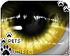 [Pets] Zorro | eyes v2