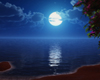 Moonlight Beach Backdrop