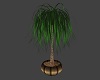 Club Planter Palm