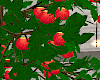 Apple Tree