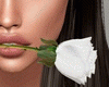 White Rose Mouth
