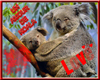 un amour de koala