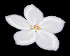 White Falling Flowers