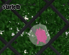 Pink Rose In A Globe