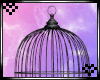 Black Bird Cage