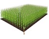 FIELD OF CORN