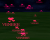 Venere-Club Effects