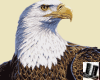 Amarican balled Eagel