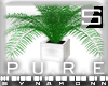 [S] P.U.R.E  Palm Plant