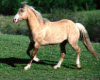 HORSE 8