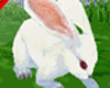 ^MK^ Sweet Rabbit New