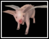 Animated Flying Pig