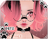 [Pets] Cass | Kaelyn