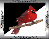 Red Bird with snow