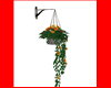 Hanging Kiss Plant