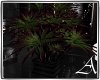 Ae Potted tree plant