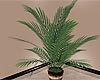 Decorative Palm