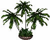 Fancy Indoor Palm Tree