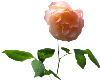 pink rose