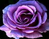 The Purple Rose