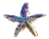 Multi Colors Starfish
