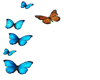 6 butterflies sticker