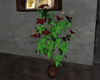 *C* Loft Plant