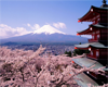 Mt. Fuji Cherry Blossoms