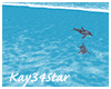 Dolphins Swim Ride