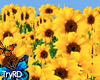♥ Happy Sunflower room