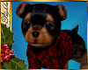 I~Yorkie Boy*Tartan