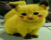 Pikachu kitten