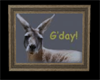Kangaroo G'day Picture