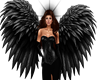 WINGS BLACK/GREY