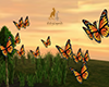 Monarch Butterflies