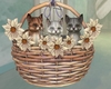 Cute Cats in Basket